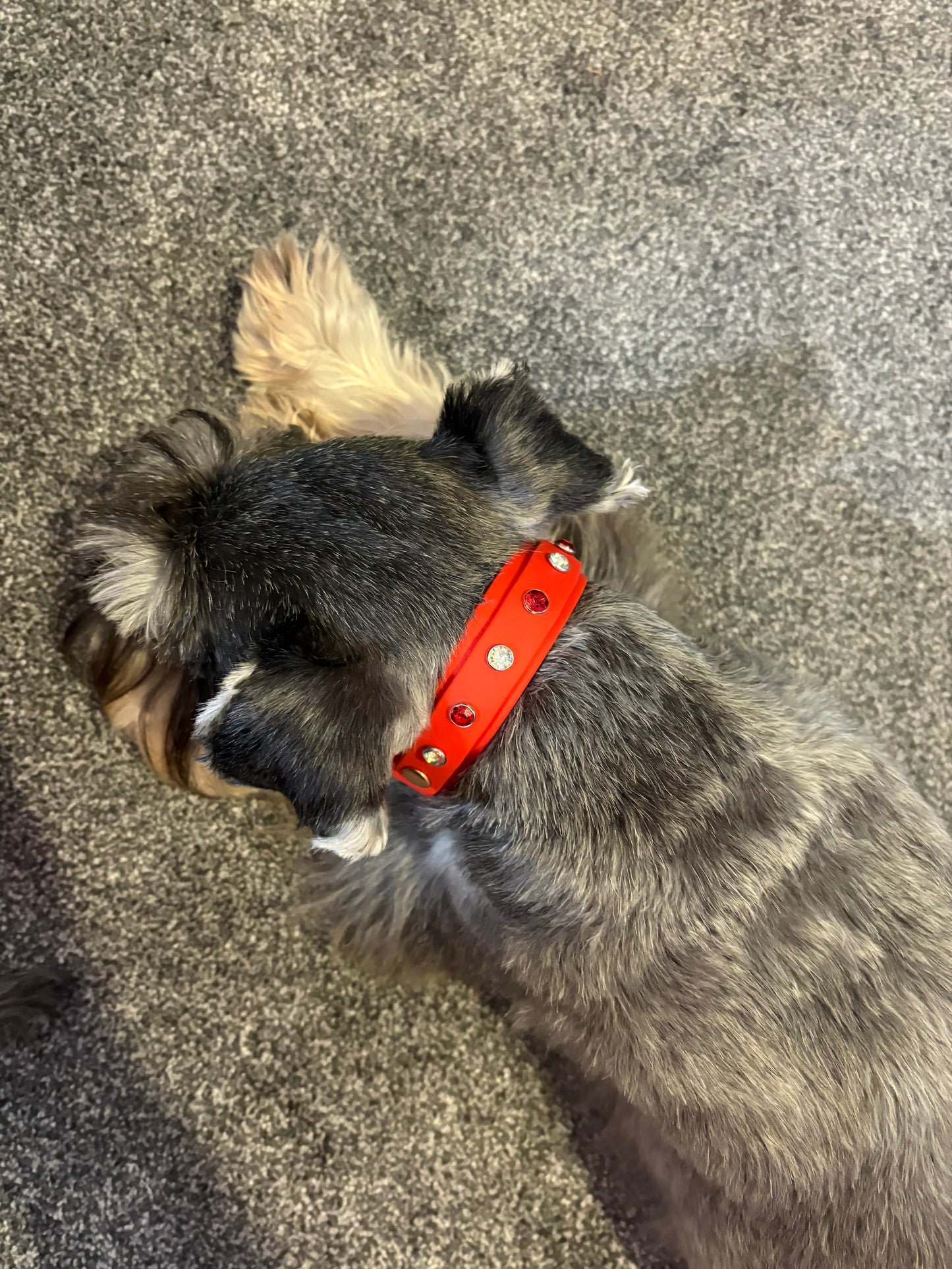 Crystal Rhinestone Diamanté Waterproof Dog Collar Red with Rose Gold Hardware - Sparkle Collection