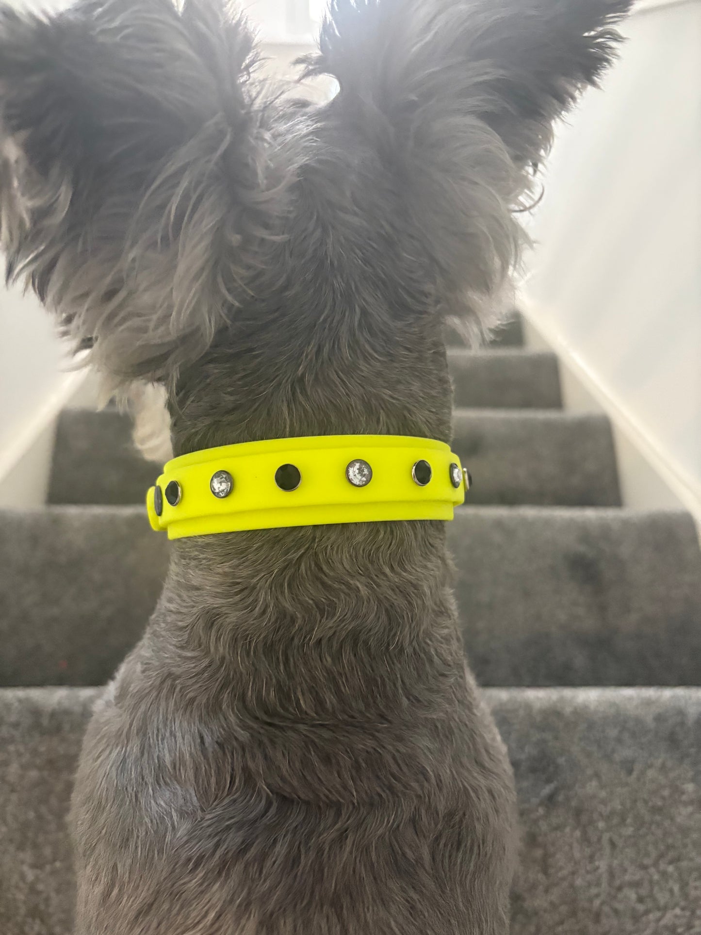 Biothane Crystal Rhinestone Diamanté Dog Collar Neon Yellow with Black Hardware - Sparkle Collection