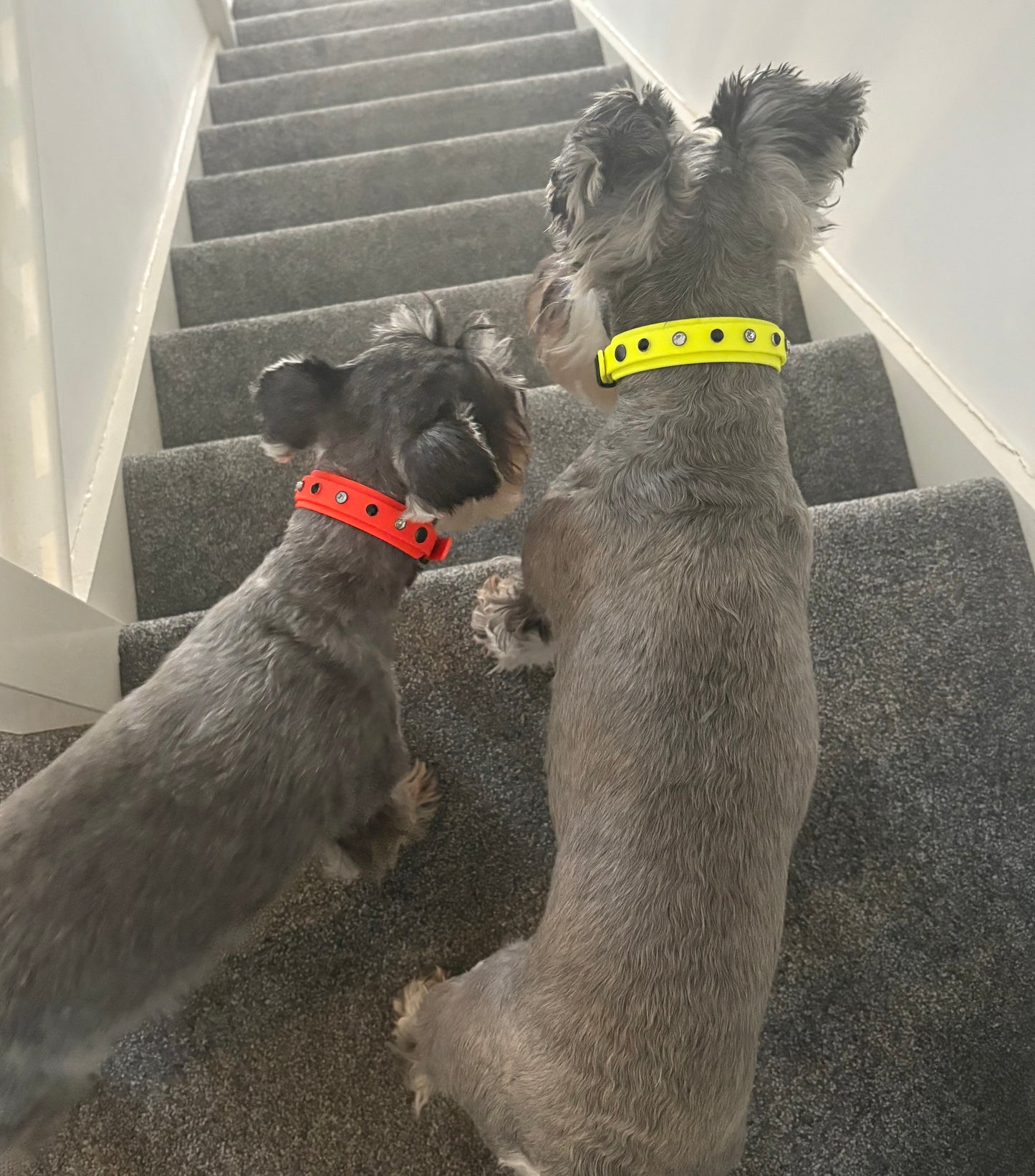 Biothane Crystal Rhinestone Diamanté Dog Collar Neon Orange with Black Hardware - Sparkle Collection