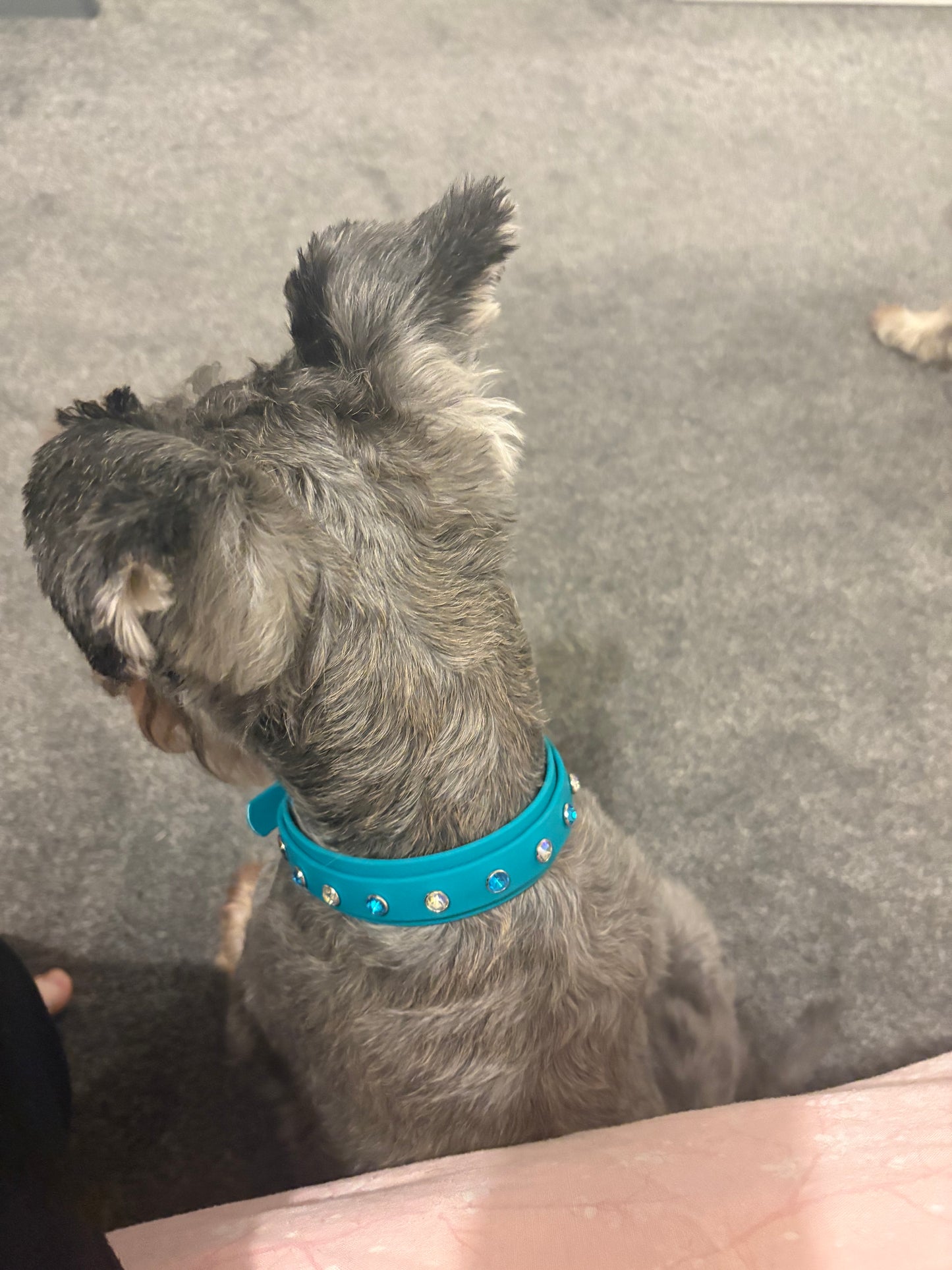 Crystal Rhinestone Diamanté Waterproof Dog Collar Turquoise with Rainbow Hardware - Sparkle Collection