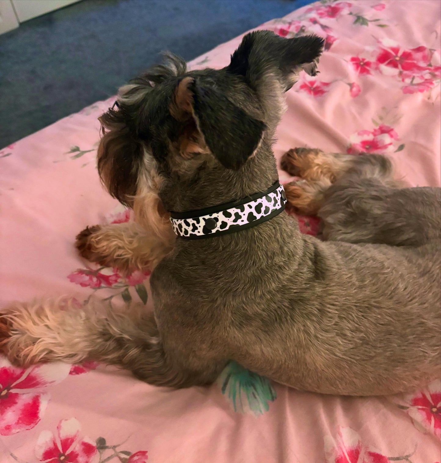 Biothane Waterproof Dog Collar Cow Print with Choice of Backing Colour and Black Hardware