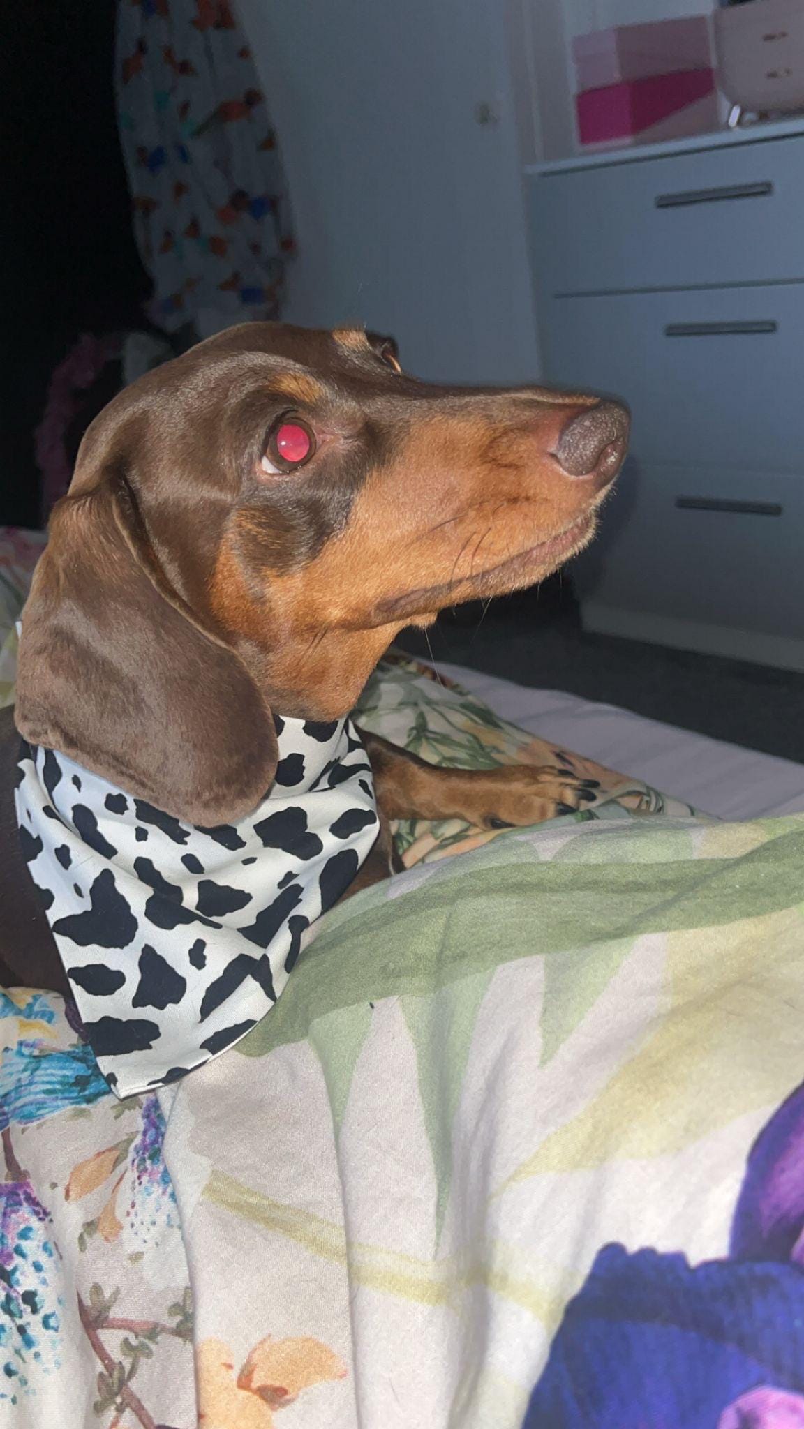 Elastic Scrunchie Dog Bandana – Cow Print – Easy Slip-On Overhead Neckwear