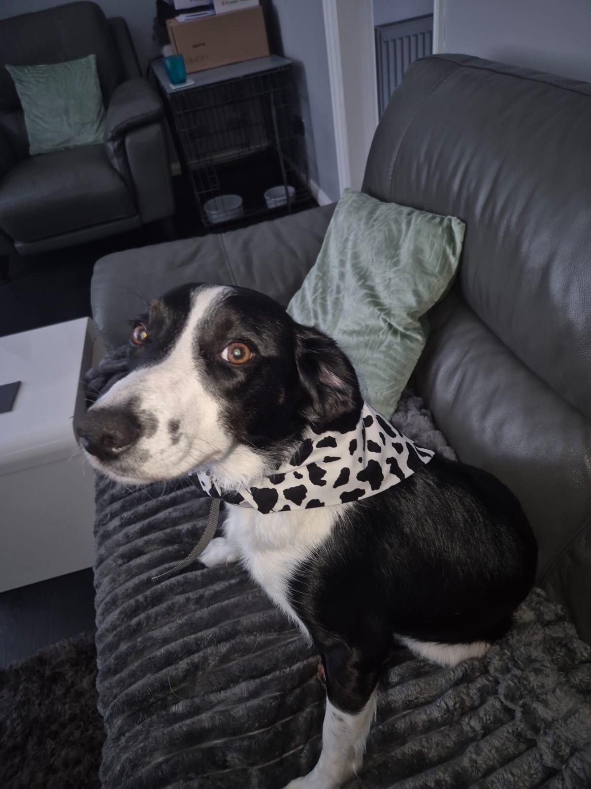 Elastic Scrunchie Dog Bandana – Cow Print – Easy Slip-On Overhead Neckwear