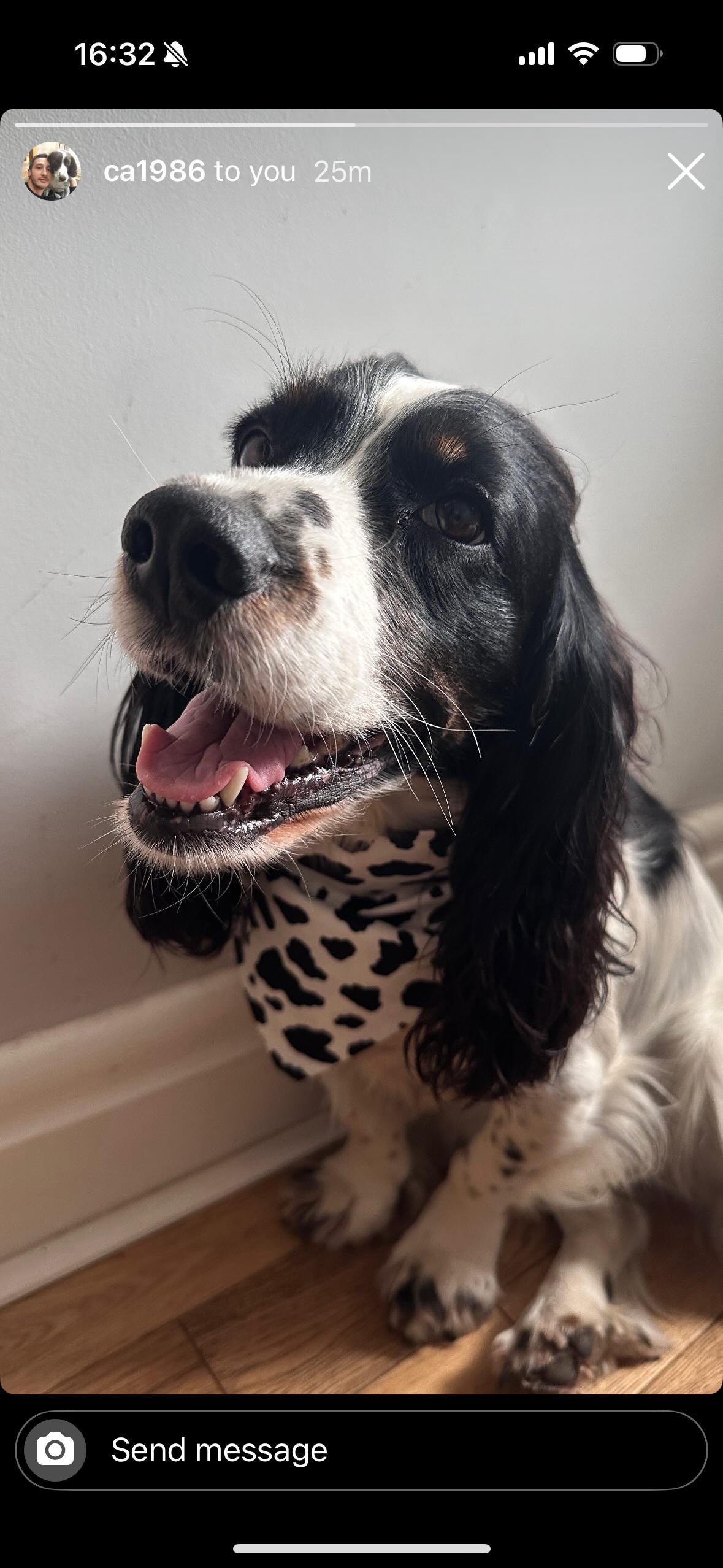 Elastic Scrunchie Dog Bandana – Cow Print – Easy Slip-On Overhead Neckwear