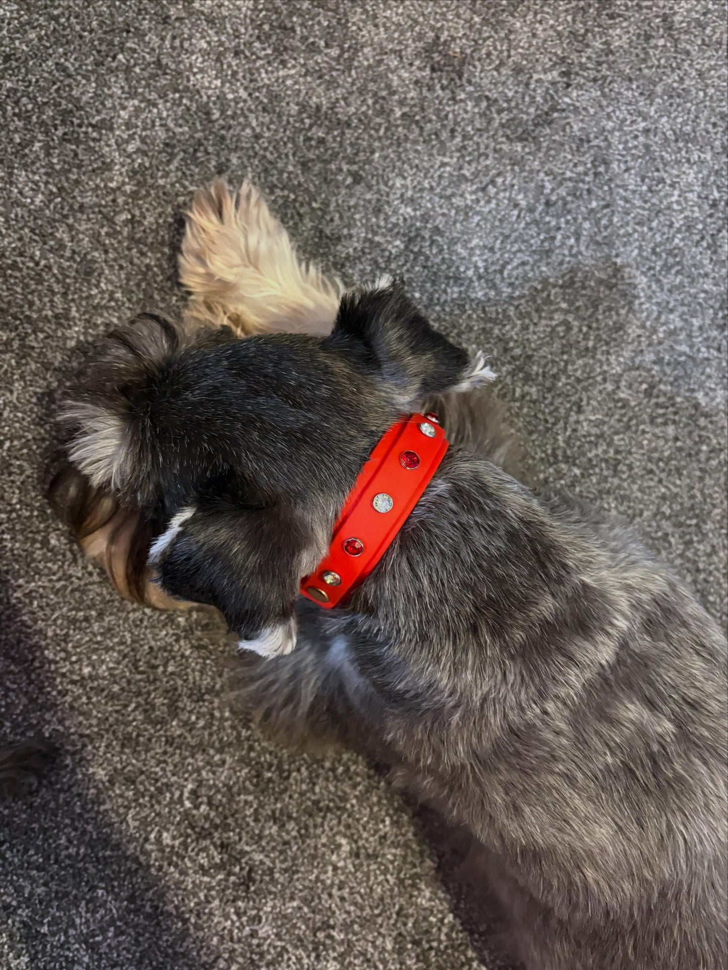 Crystal Rhinestone Diamanté Waterproof Dog Collar Red with Rose Gold Hardware - Sparkle Collection
