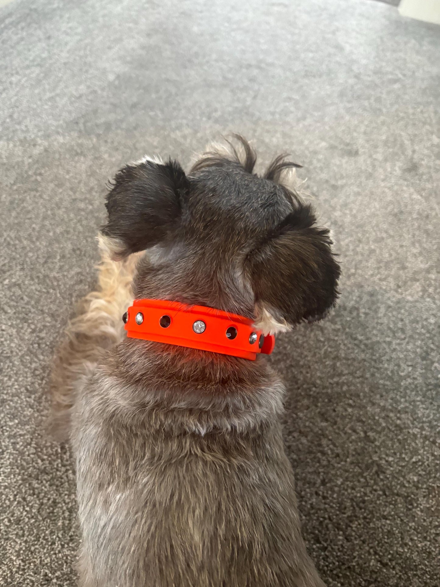 Biothane Crystal Rhinestone Diamanté Dog Collar Neon Orange with Black Hardware - Sparkle Collection