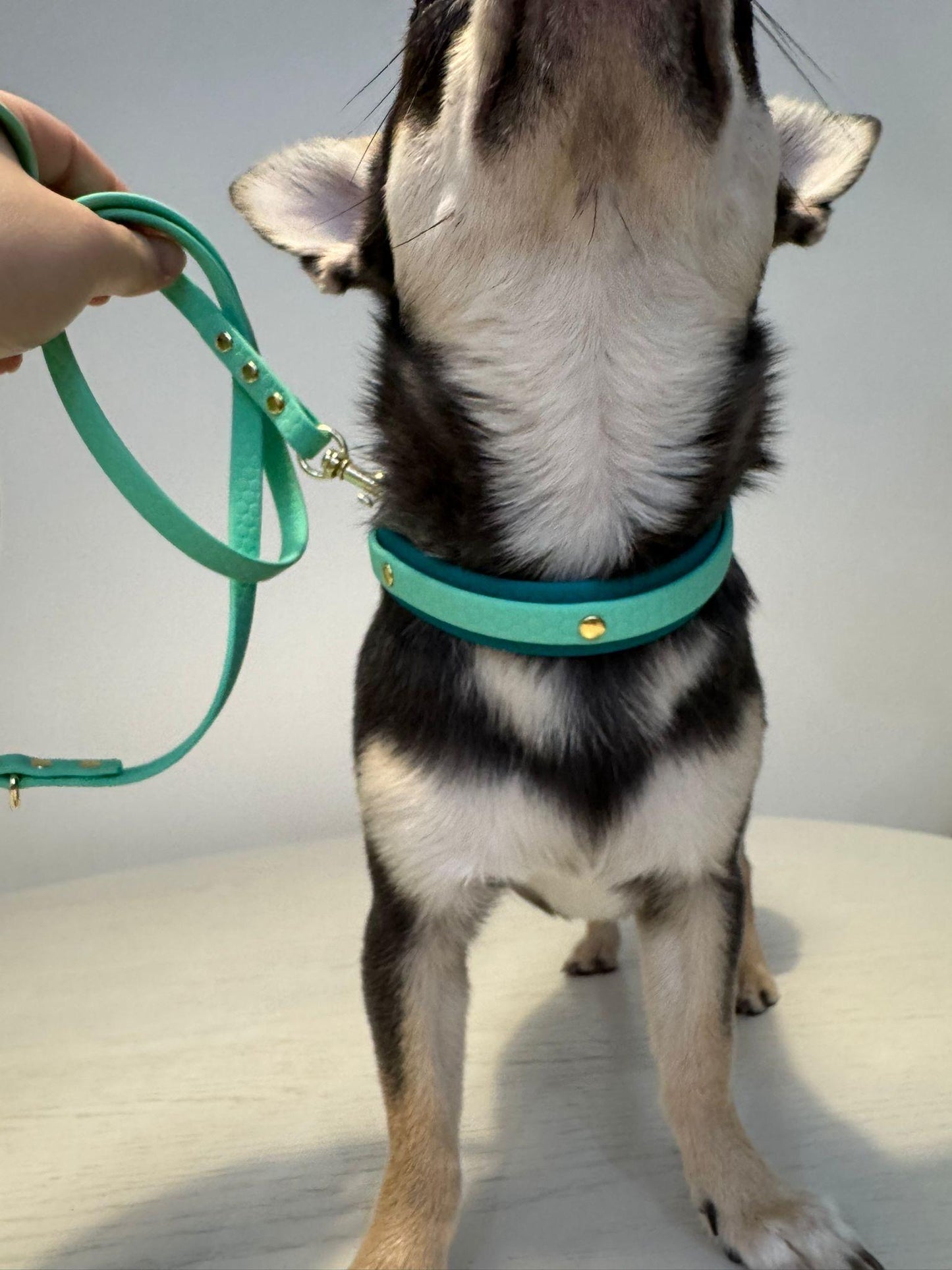 Small Breed Quick Release Collar – Waterproof, Double Layered, Custom Colors Hardware