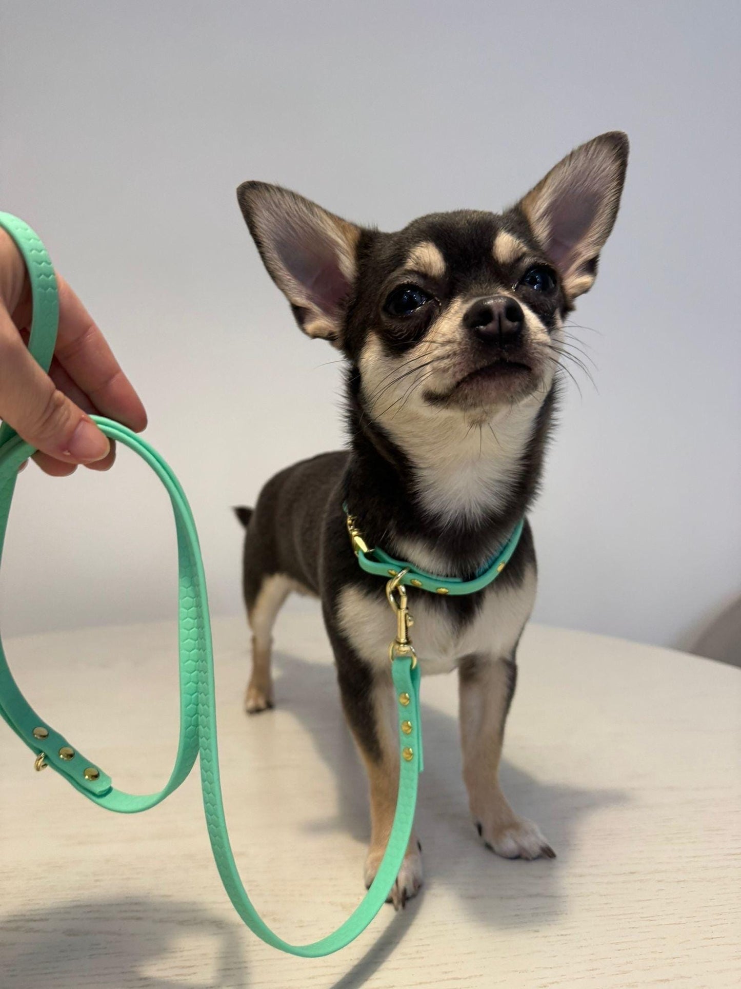 Lightweight Slim Lead Designed for Small Breed Dogs and Puppies - Waterproof, Light and Soft